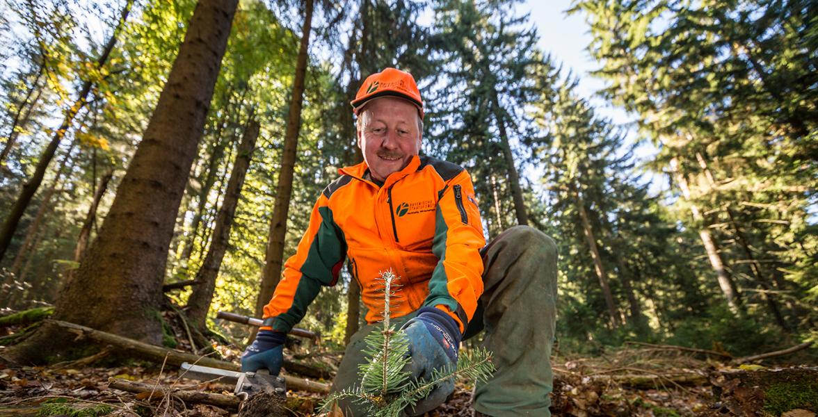 Forstwirt pflanzt Nadelbaum in Waldboden