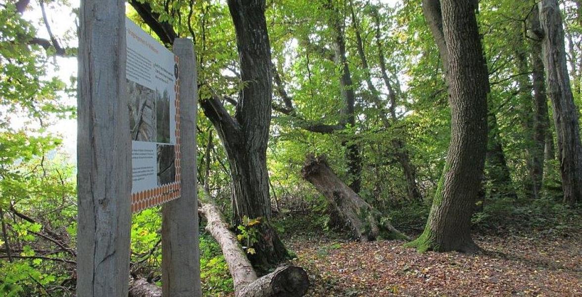 Infotafel im Wald