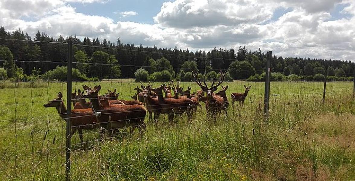 Rehe im Wildgehege