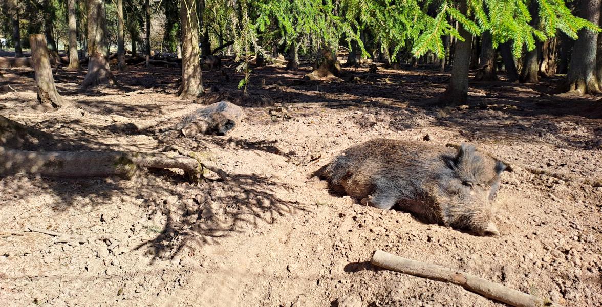Wildschweine sonnen sich im Schwarzwildgehege am Waldhaus Hirschwald