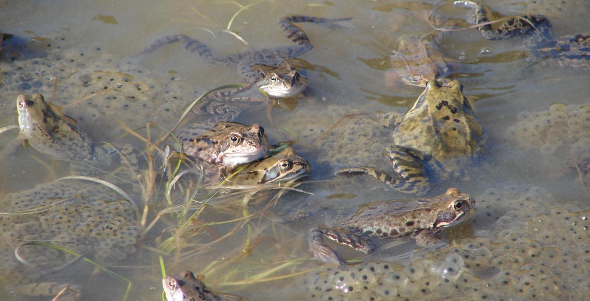 Kröten im Wasser