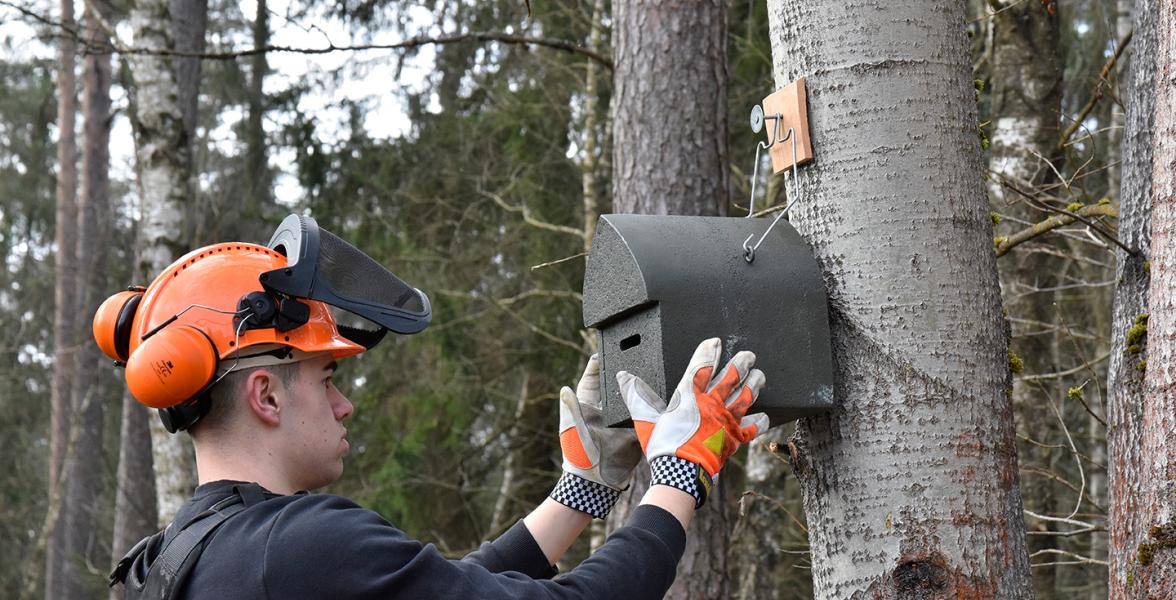 Forstwirt hängt Fledermauskasten an einen Baum