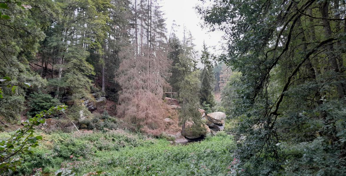 Waldweg