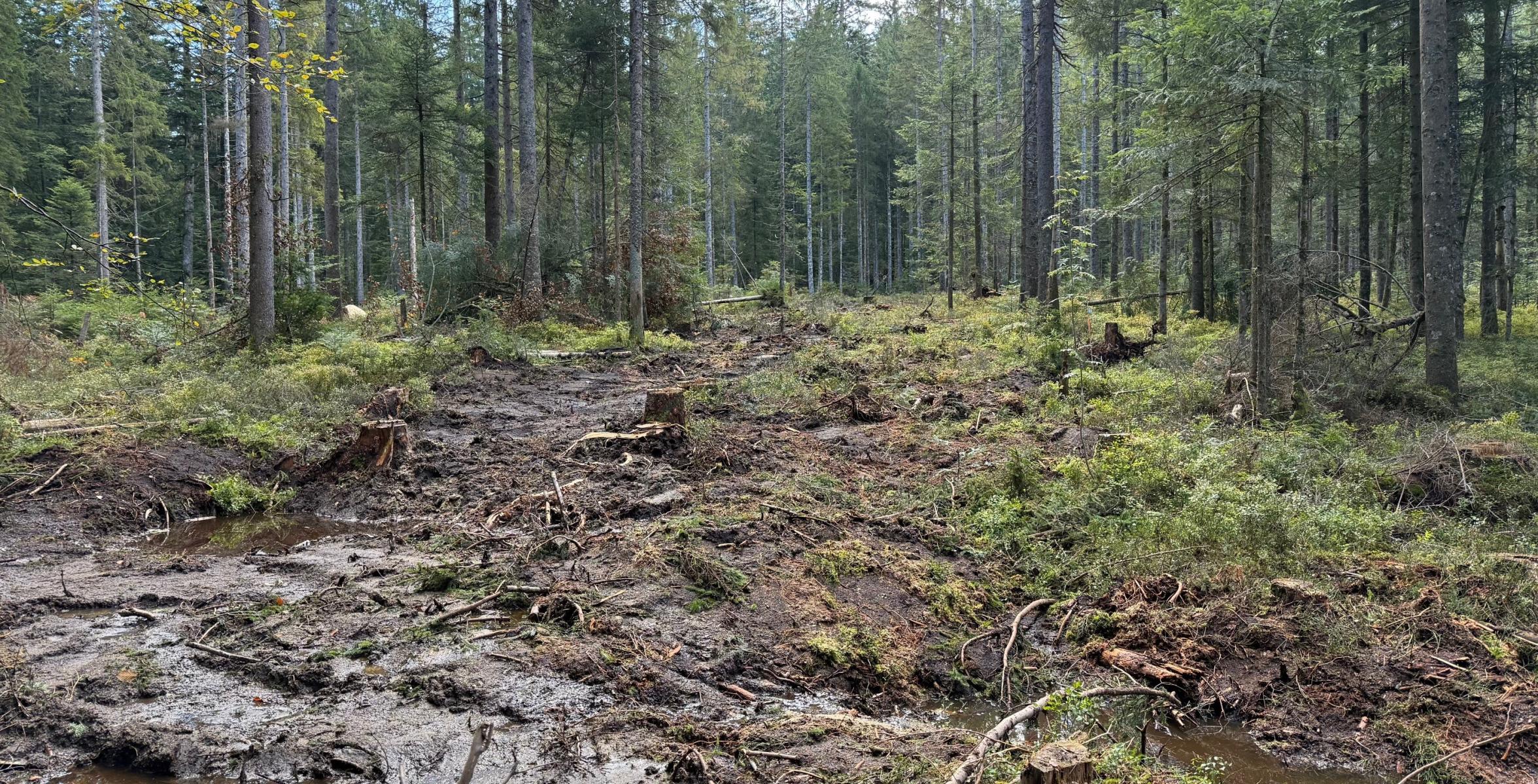 Frisch verfüllter Graben im Frillenseemoor
