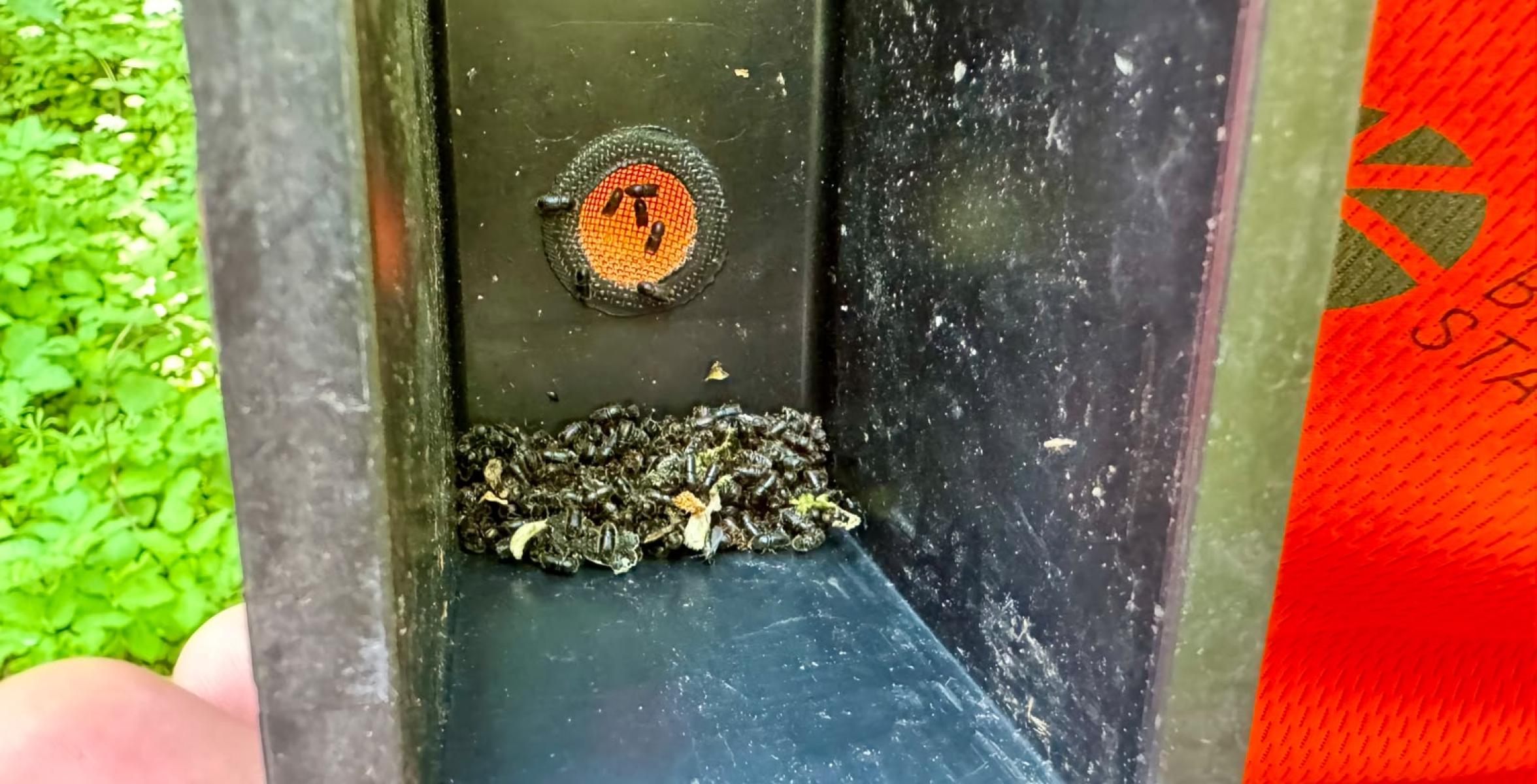 Borkenkäfer Buchdrucker