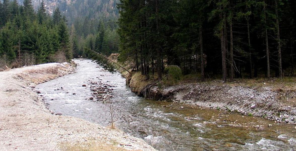 Fluss im Wald