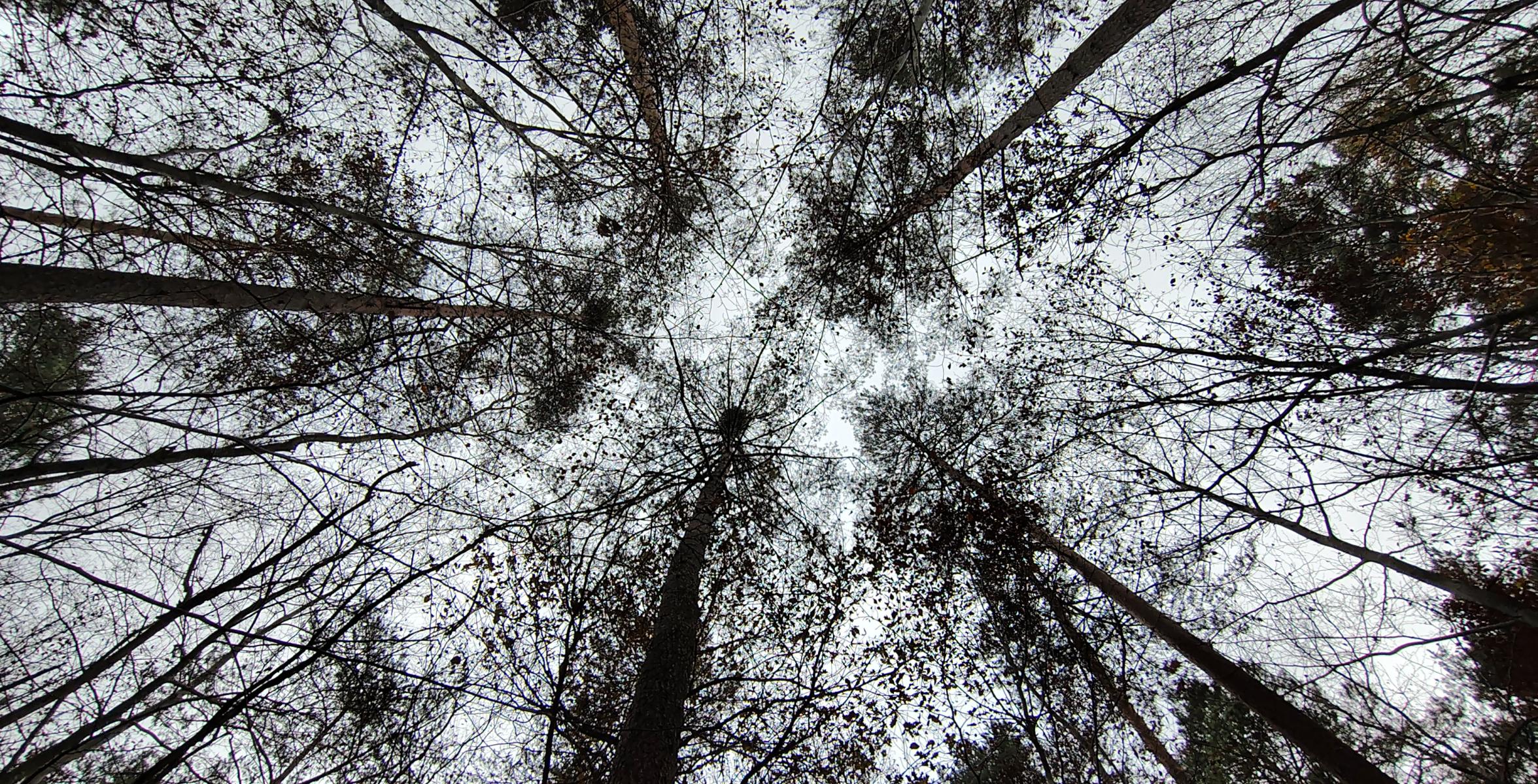 Geschädigte Kiefern am Teufelsee