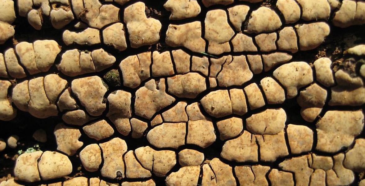 Mosaikschichtpilz