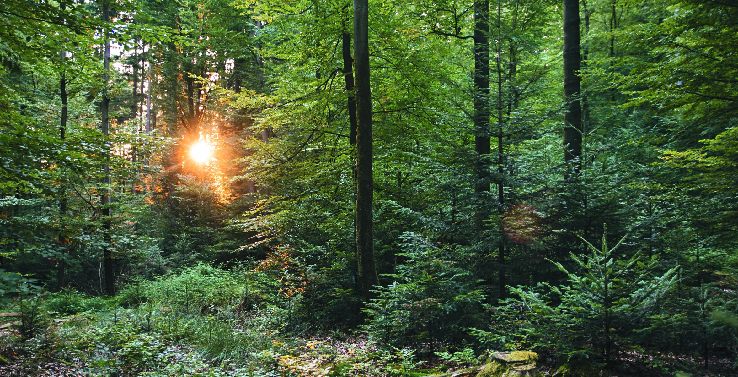 Mischwald Neureichenau