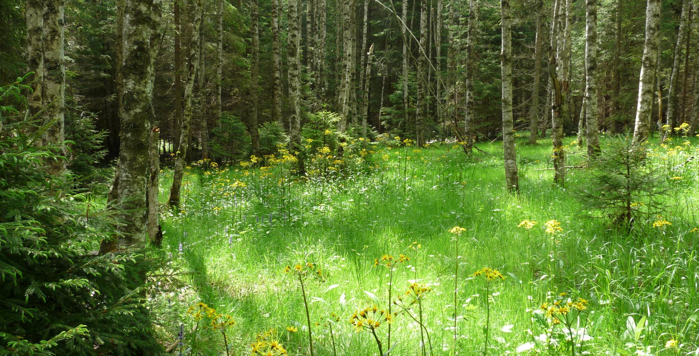 Moor Birke im Bayerischen Wald