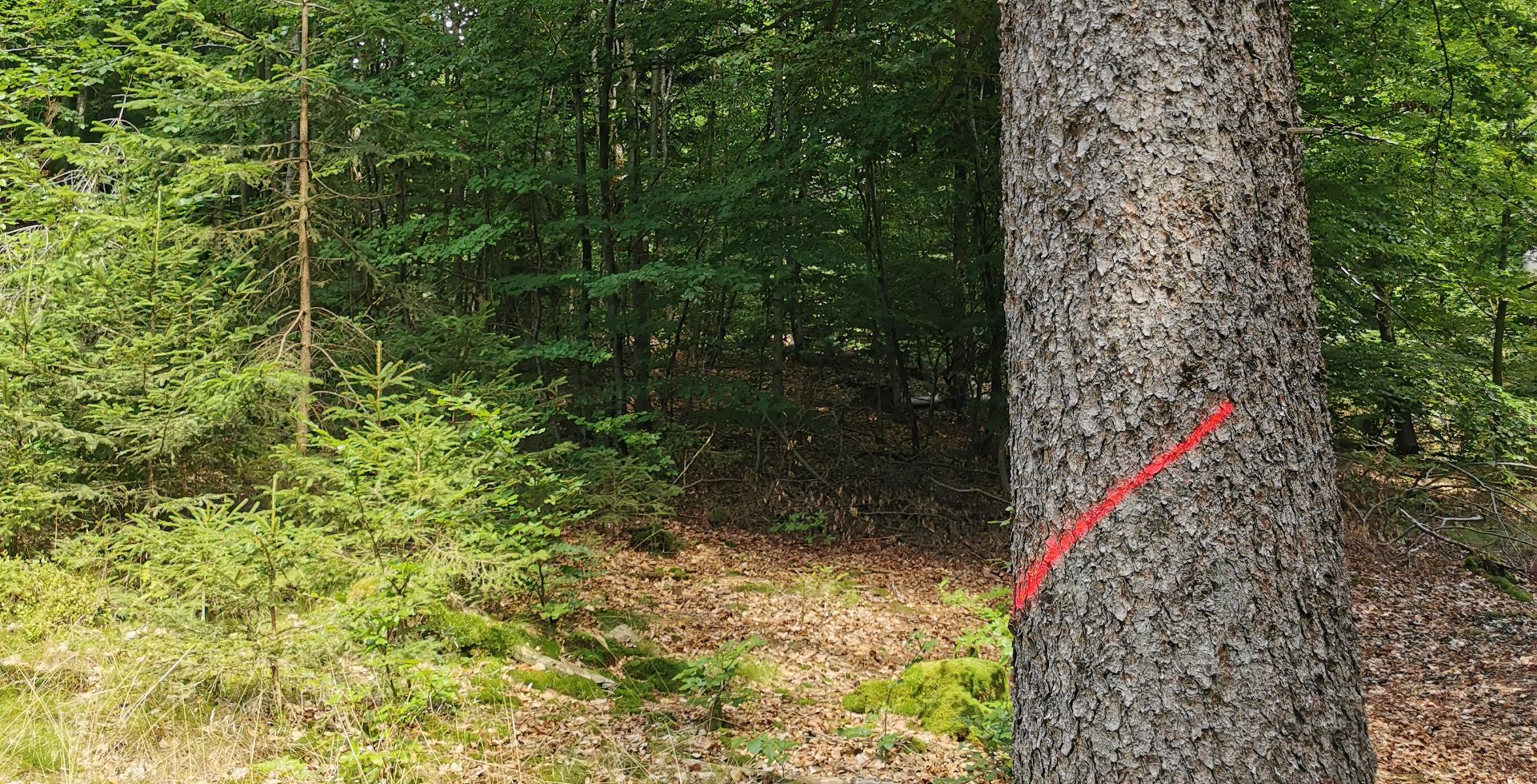 Erntemaßnahme Beschriftung an einem Baum