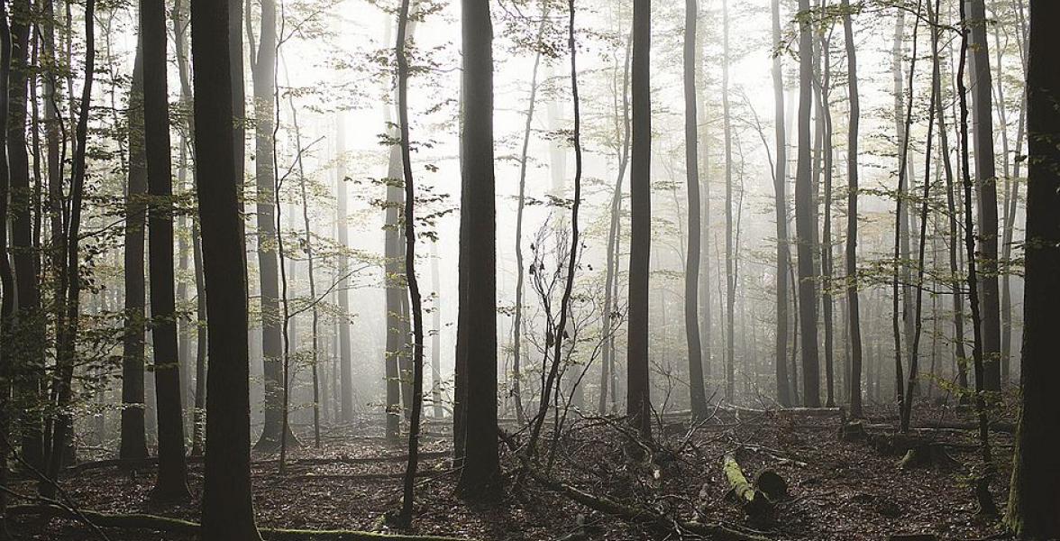 Bäume im Nebel