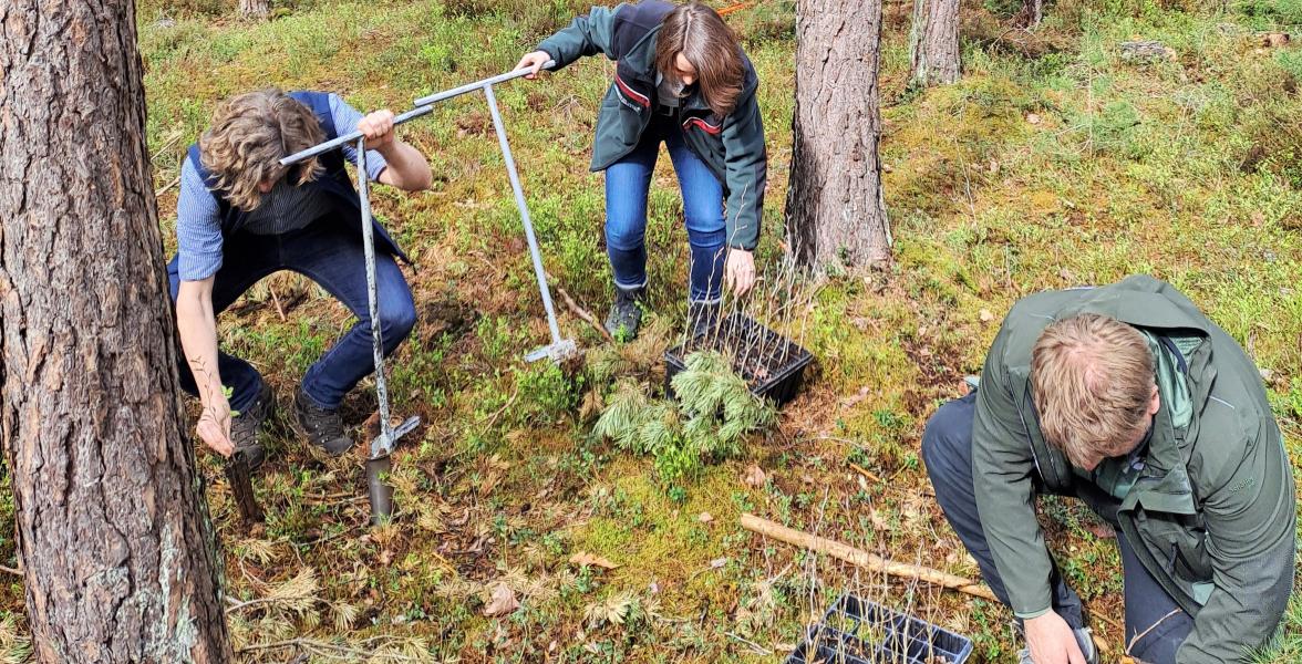 Förster des Forstbetriebs Nürnberg pflanzen französische Rotbuchen im Reichswald