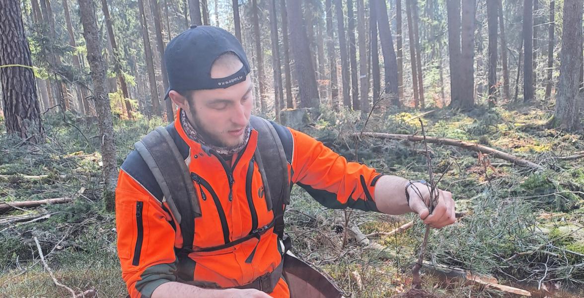 Forstwirt pflanzt junge Esskastanie mit Werkzeug im Wald