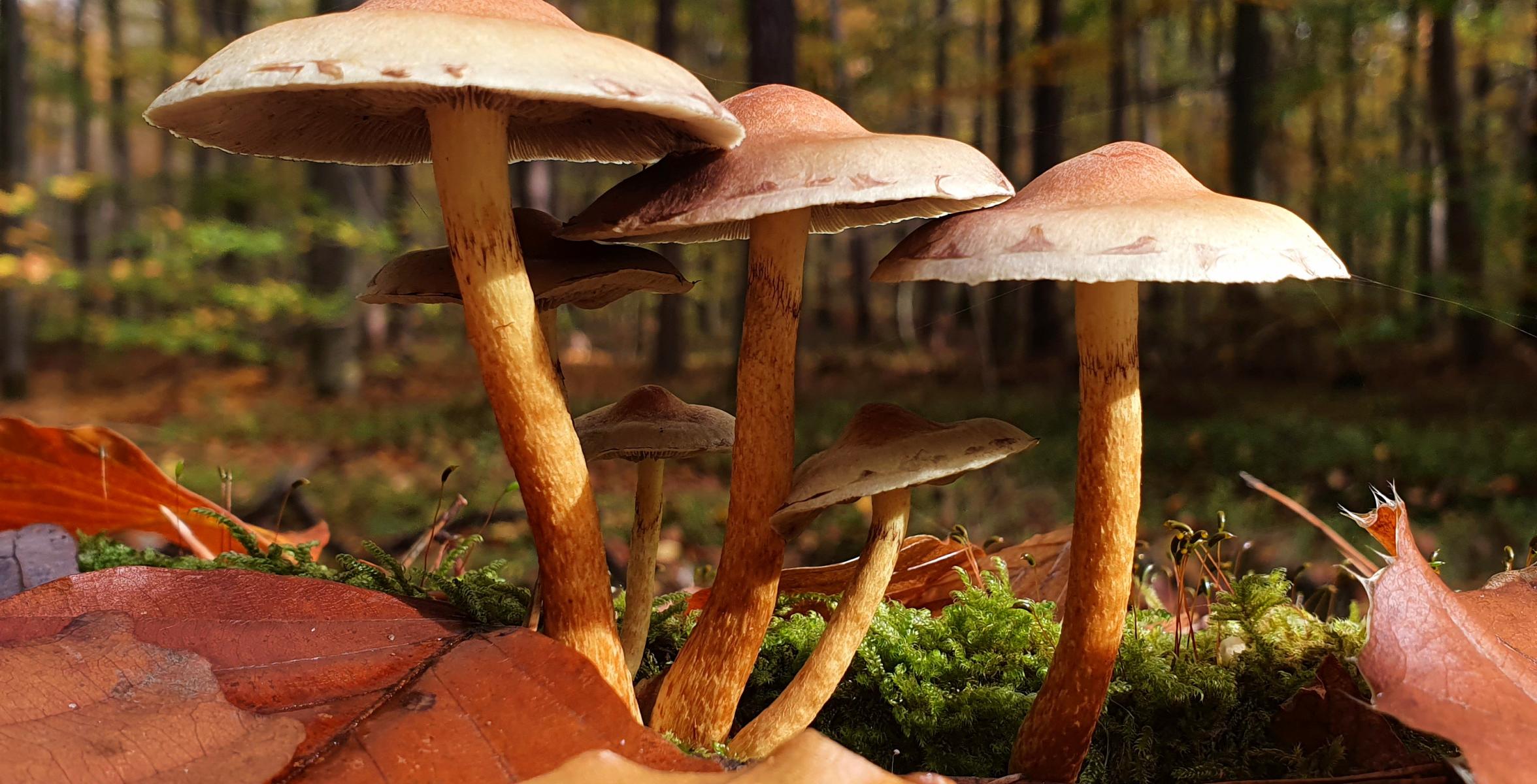 Grünblättriger Schwefelkopf im Wald Pilz