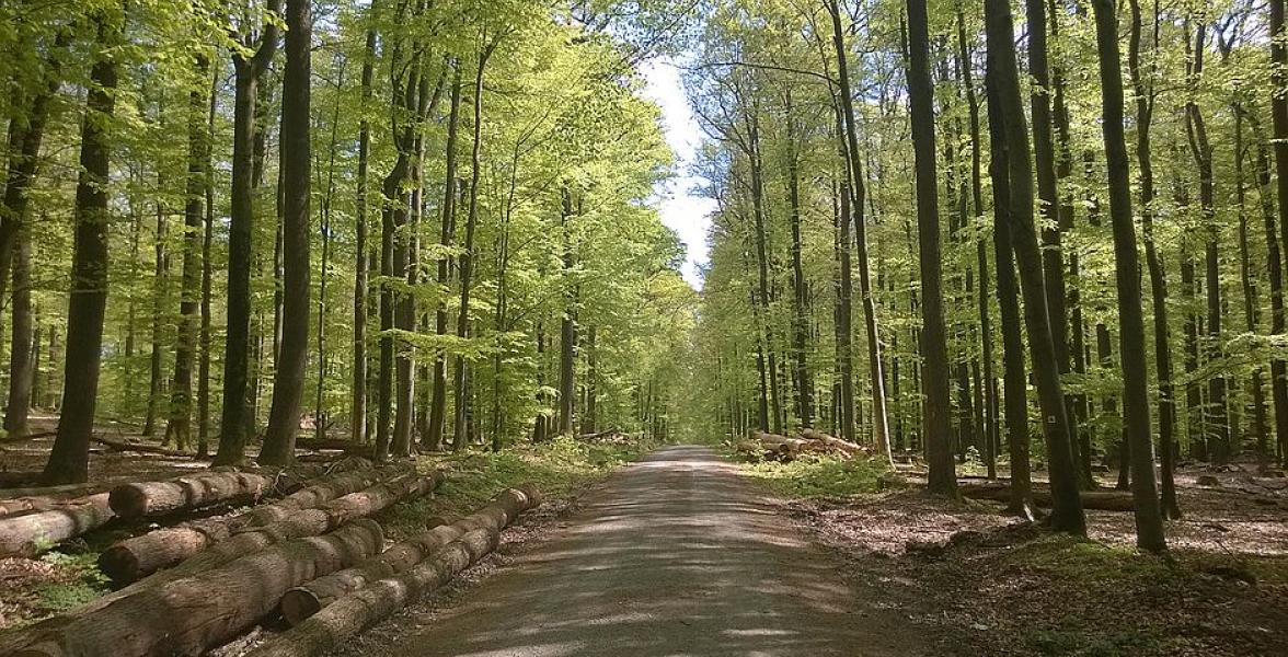 Waldweg