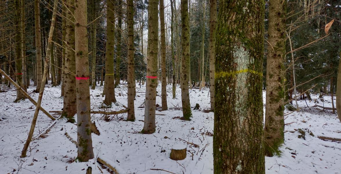Markierungen im Wald vor einer Holzernte