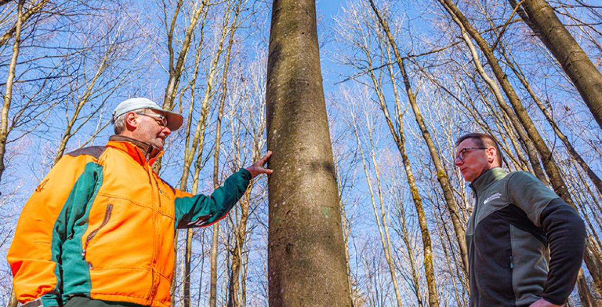 Forstleute stehen unter einem Baum. Sie schauen, welche Bäume als Saatgut-Bäume geeignet sind.