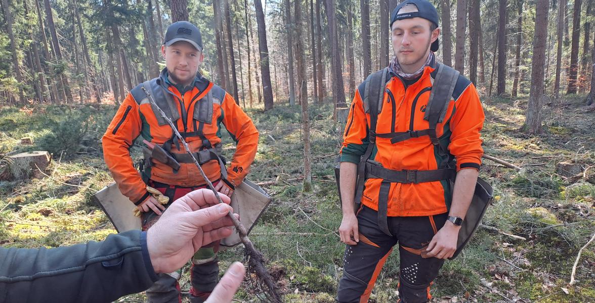 Zwei Forstwirte im Wald, im Vordergrund zeigt ein Kollege eine Pflanze mit Wurzeln