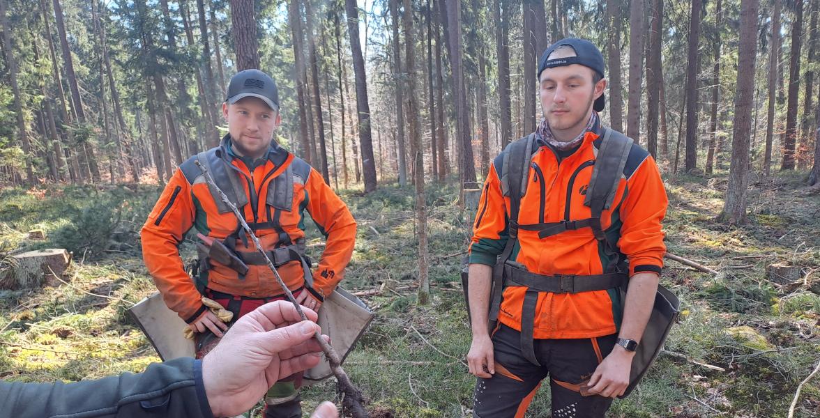 Zwei Forstwirte stehen vor wurzelnackter Esskastanie, die sie im Wald pflanzen