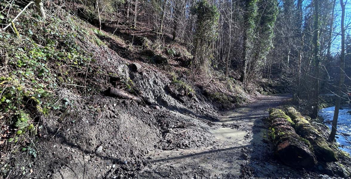 Abgerutschter Hang im Wald