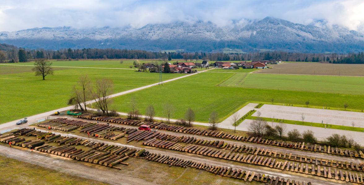 Wertvolle Holzstämme auf dem Submissionsplatz vor einem schönen Alpenpanorama