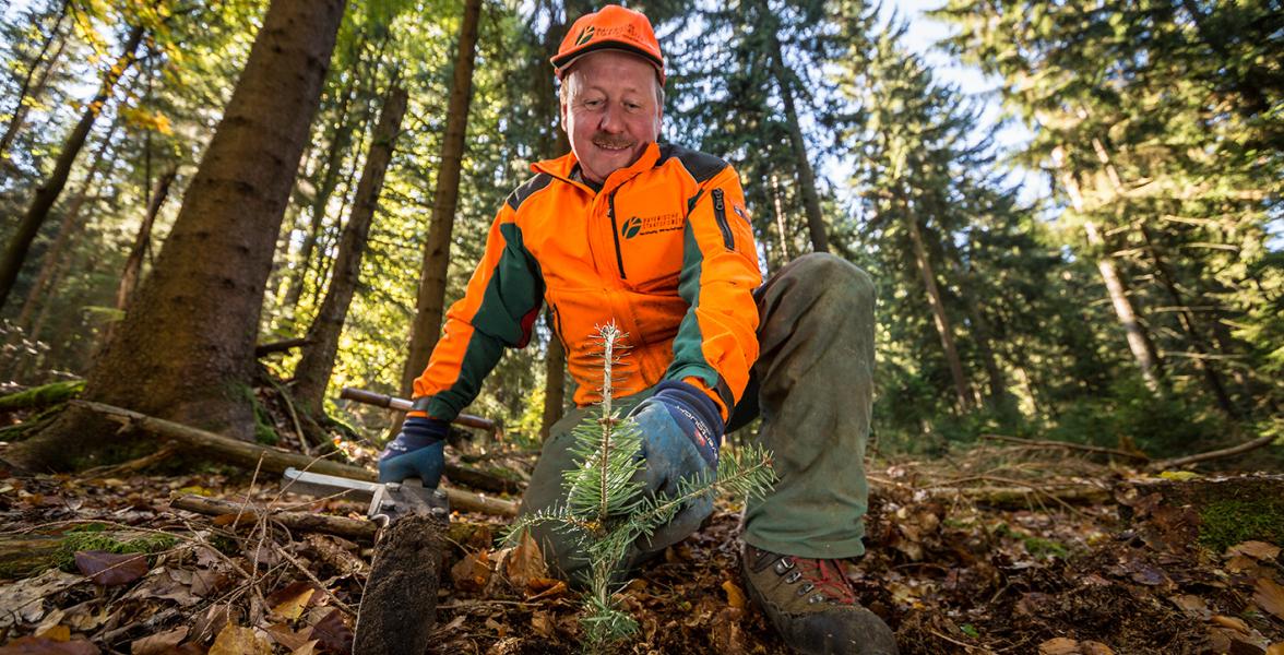 Forstwirt pflanzt einen Baum
