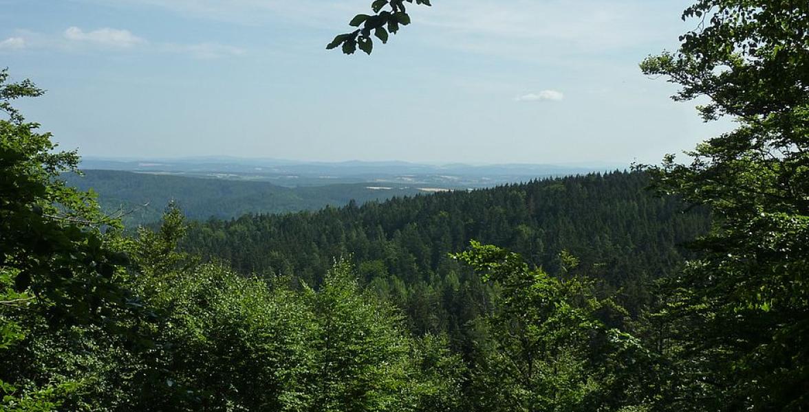 Wald mit blauen Himmel