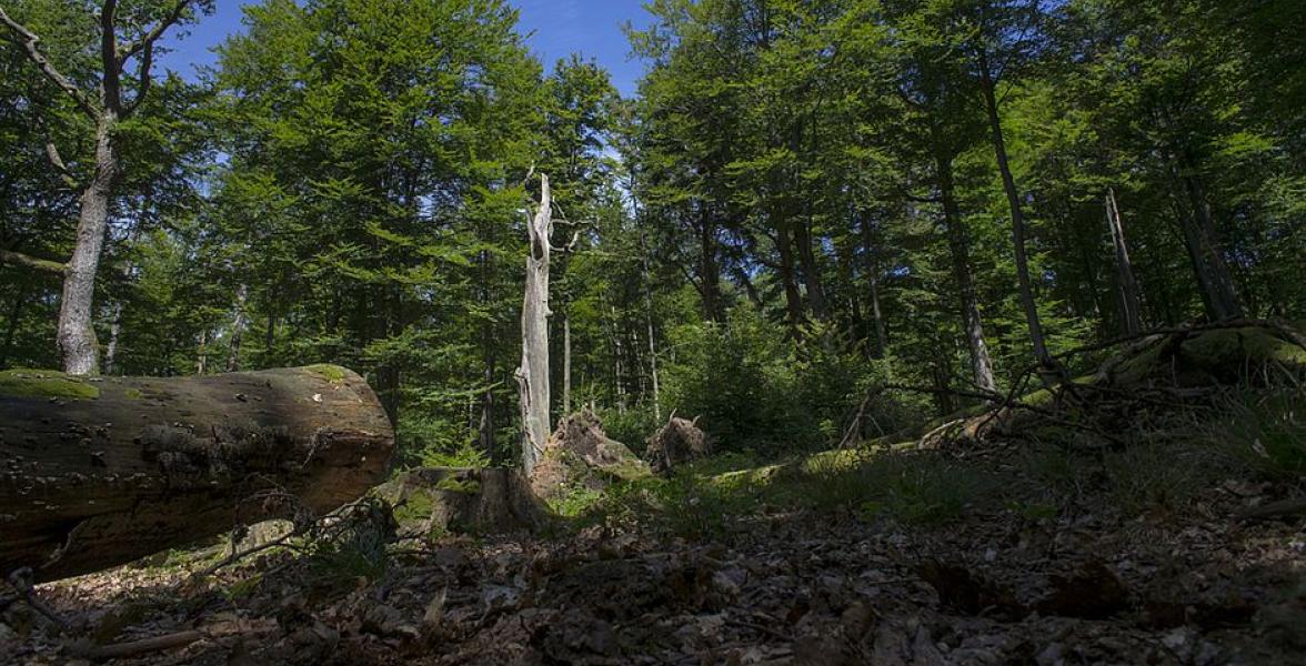 Wald mit Baumstämme