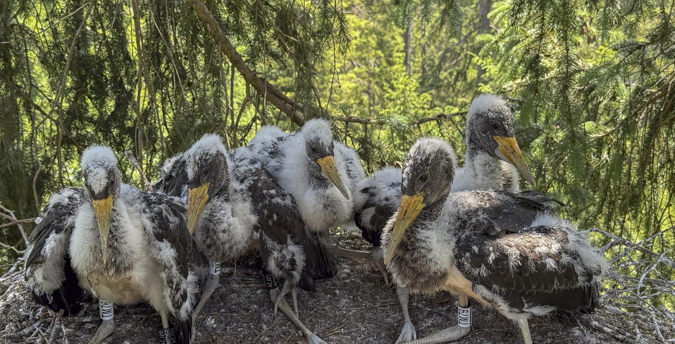 Schwarzstorch Nachwuchs