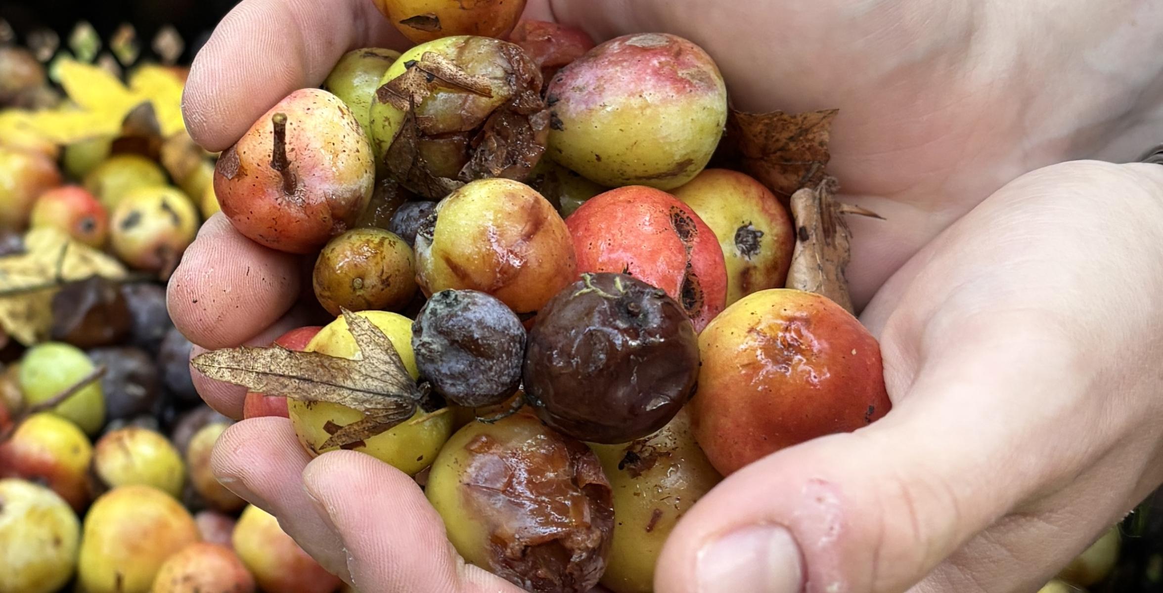 Speierling Früchte in der Hand eines Försters