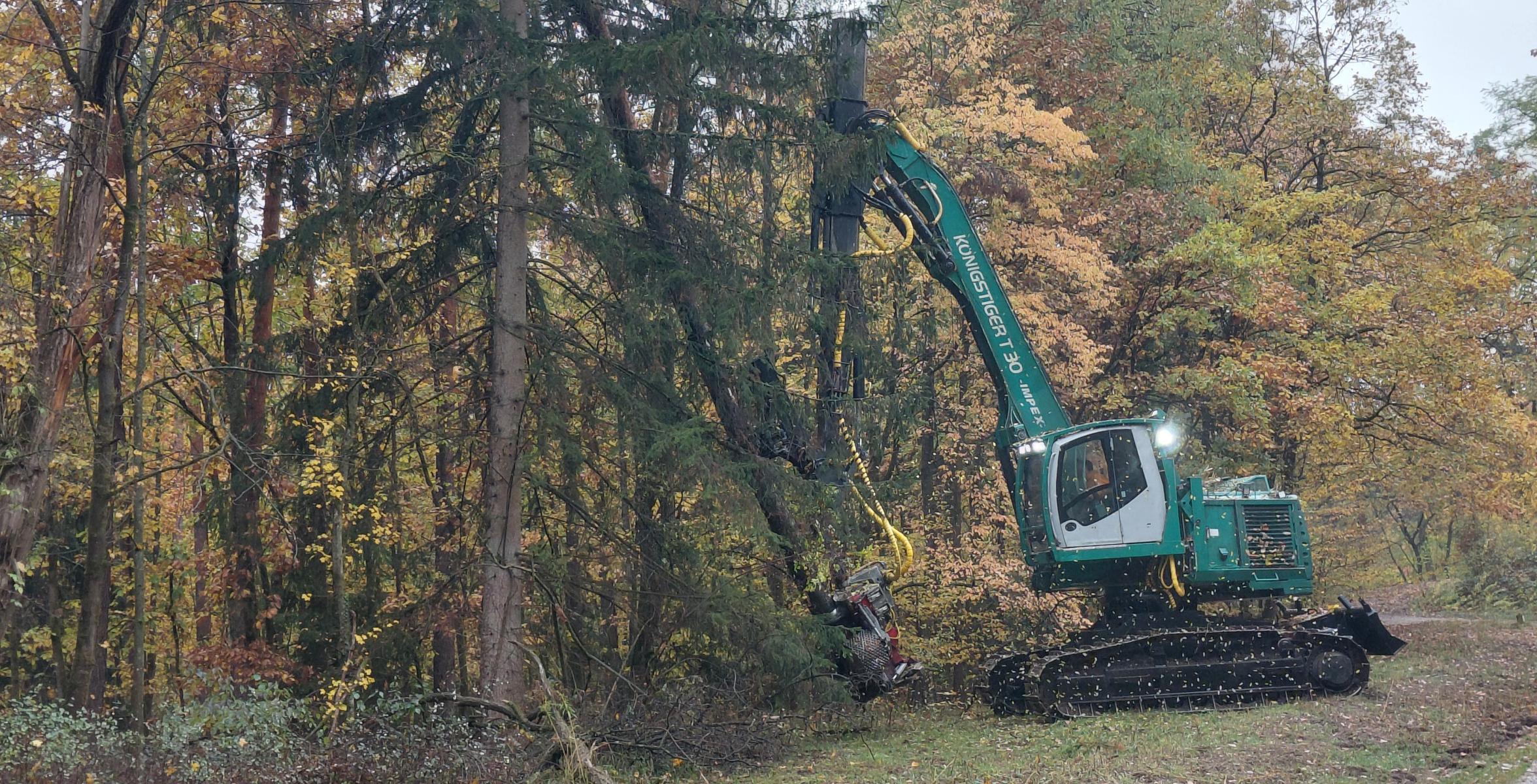 Stehendentnahmeharvester im Einsatz