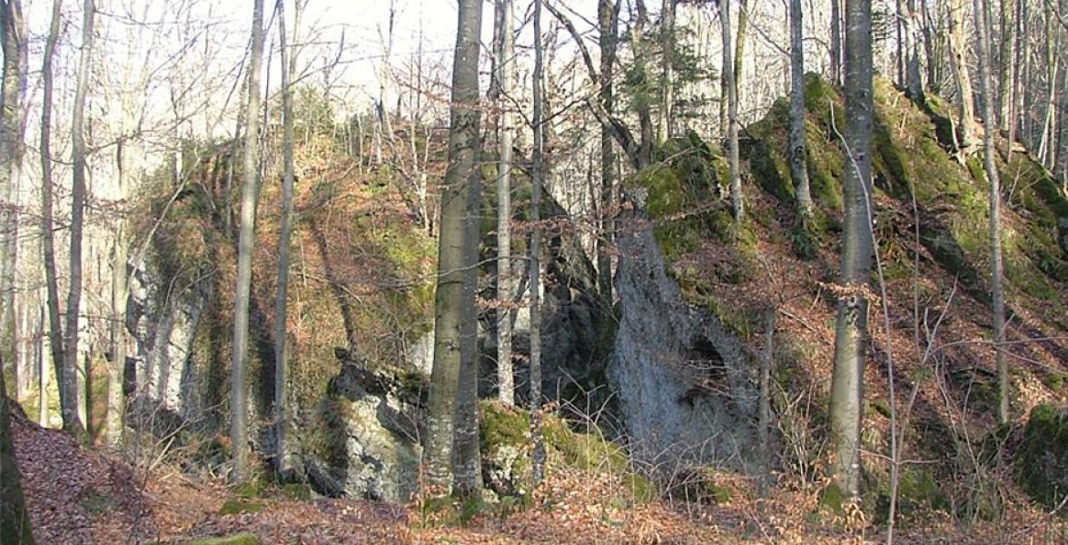 Gestein im Wald