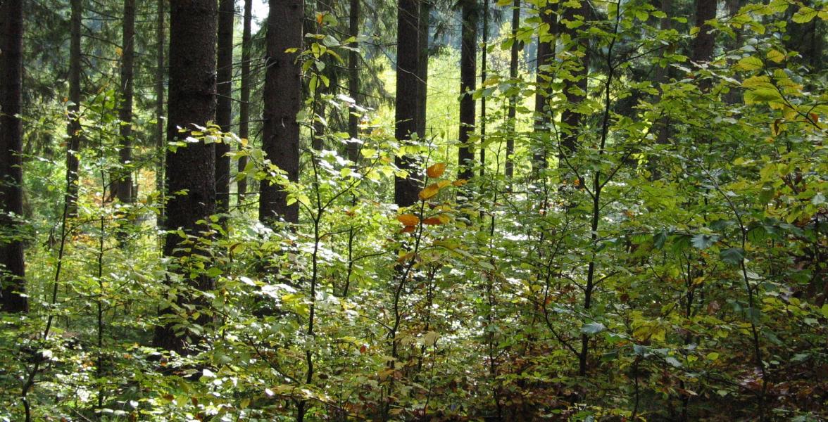 Waldbild: naturnahen Waldbau und aktiven Waldumbau.