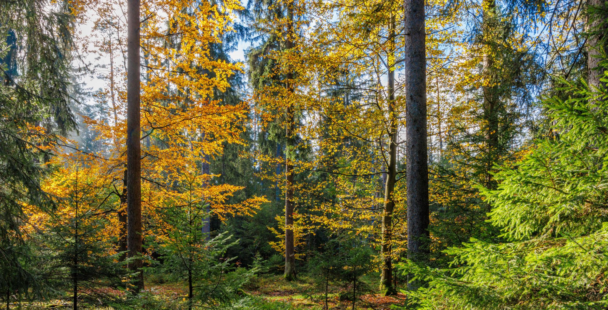 Waldbild eines Mischwaldes