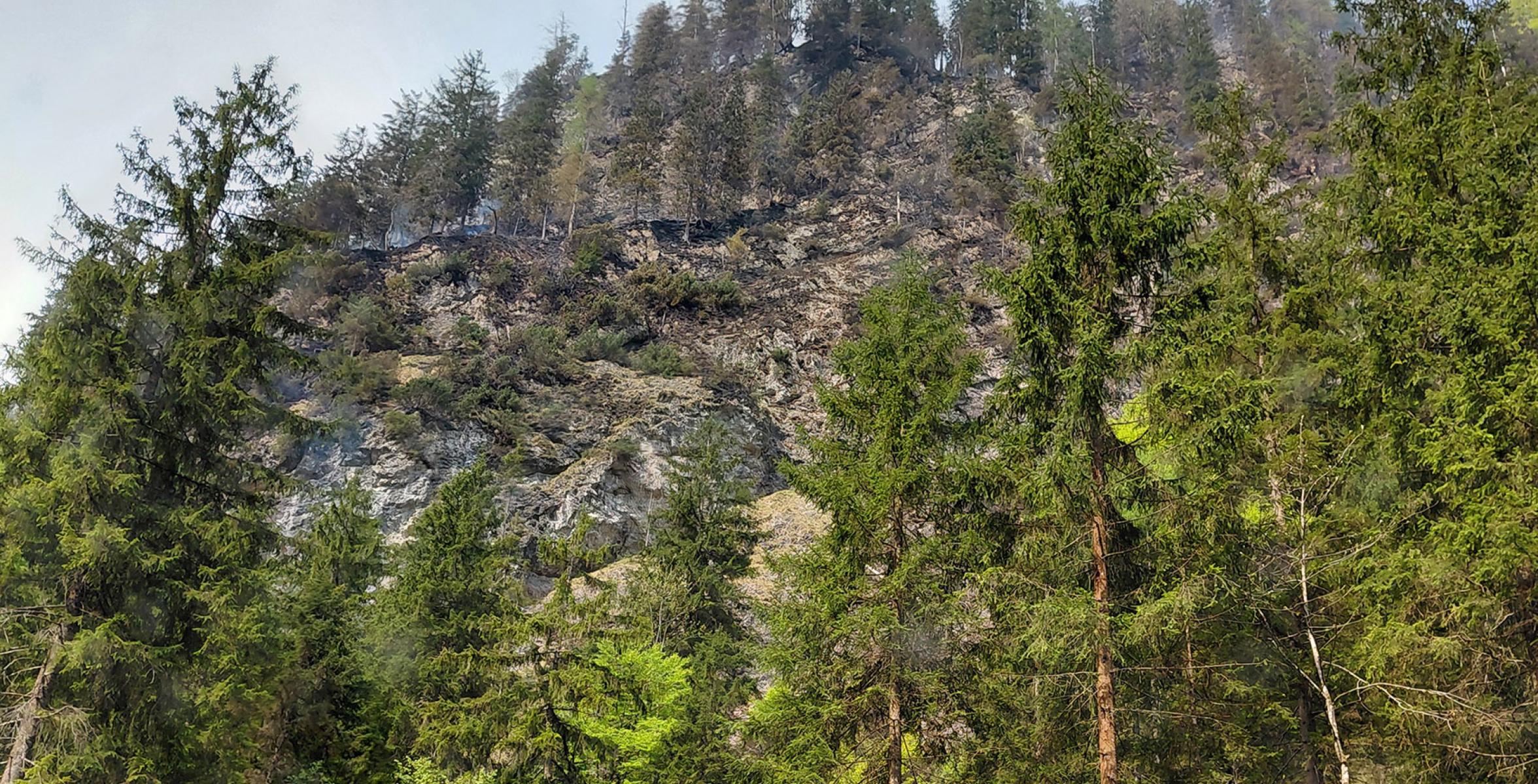 Verbrannter Wald im Steilhang