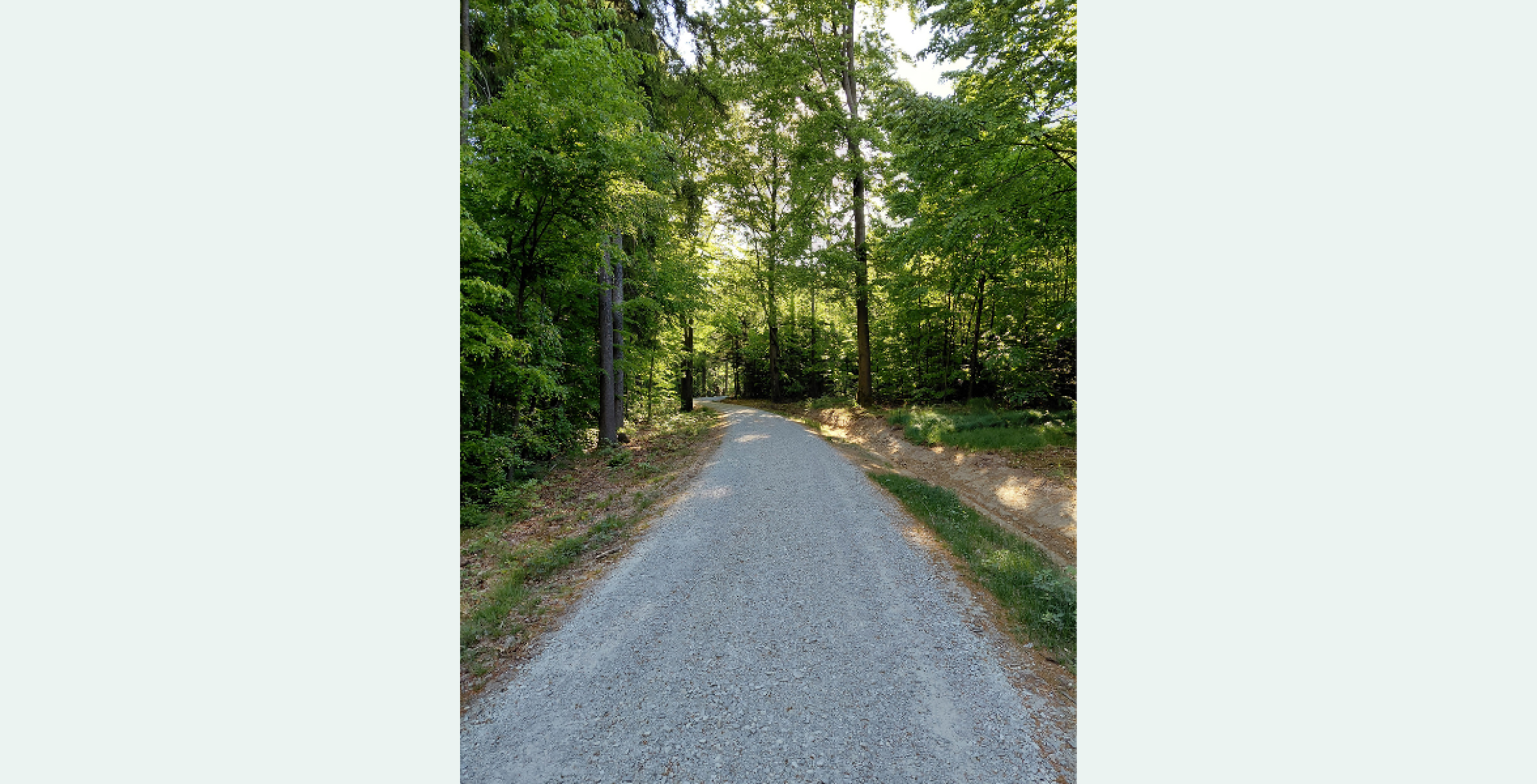 Forststrasse im Wald
