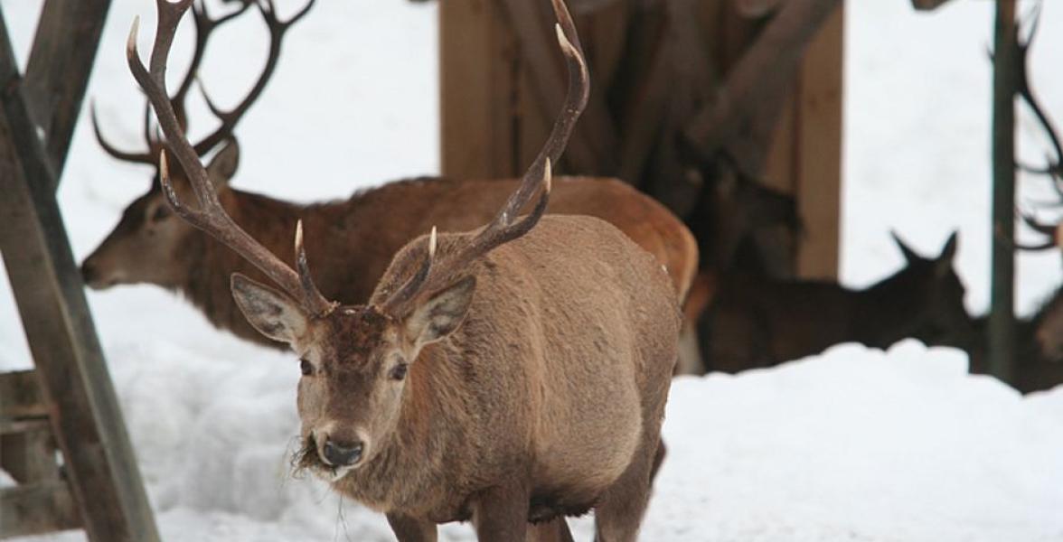 Hirsch im Schnee