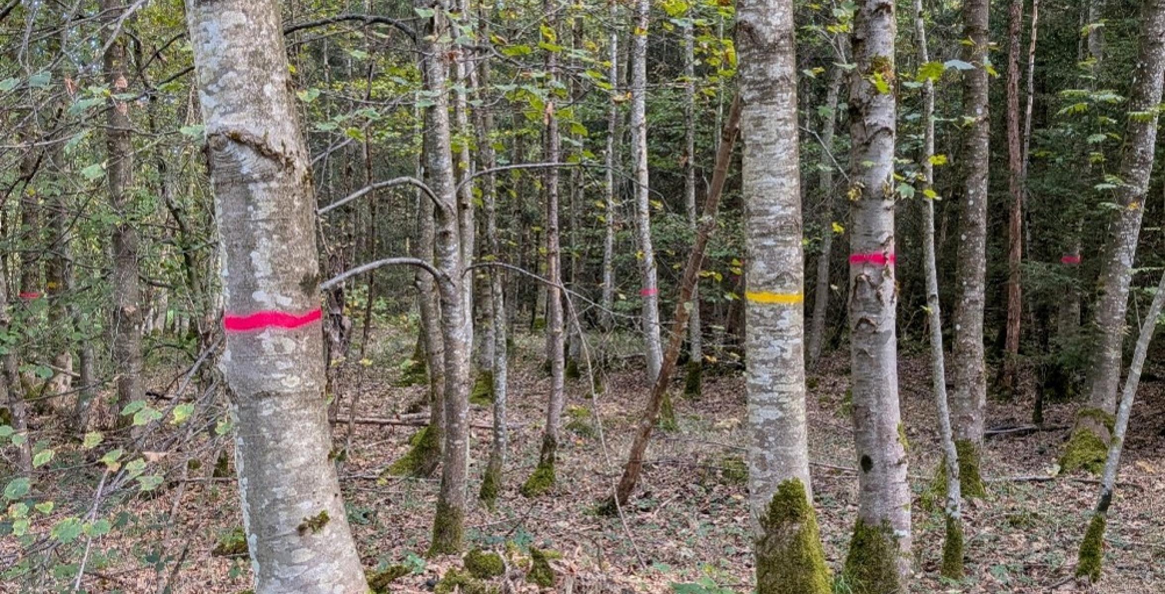 Zukunftsbaum in Habseck