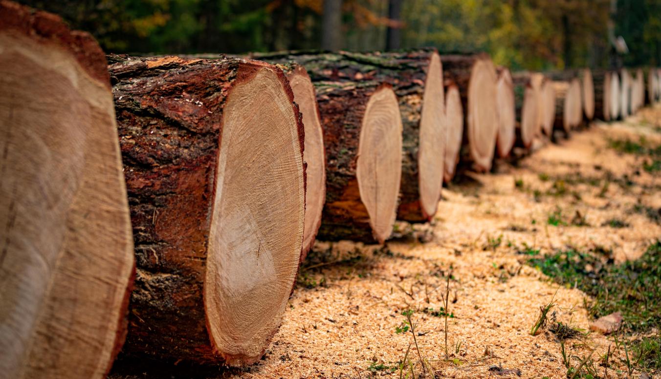 Dicke Holzstämme auf dem Lagerplatz für die Wertholzsubmission