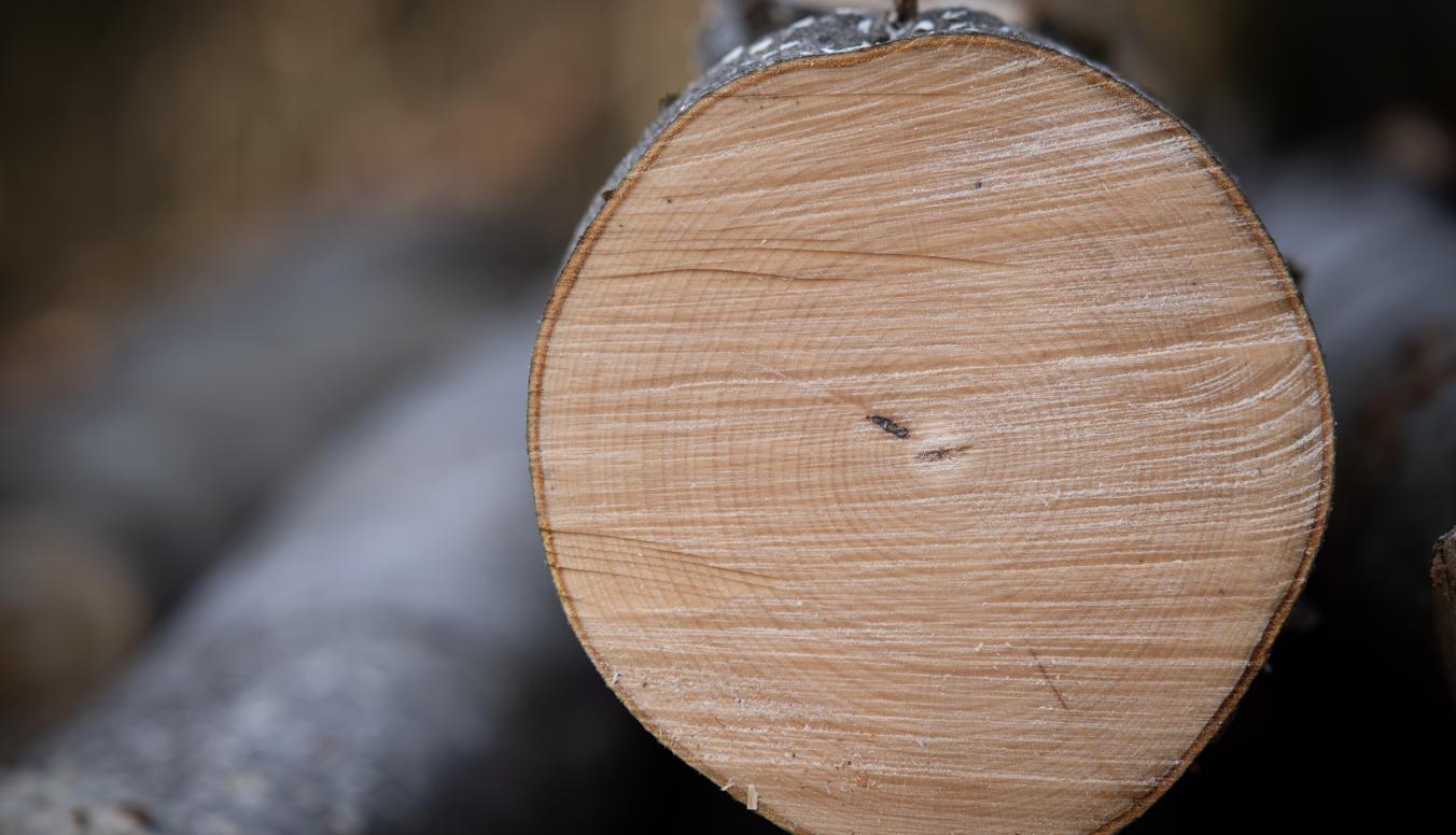 Laubstammholz ist ein erstklassiger, edler Rohstoff.