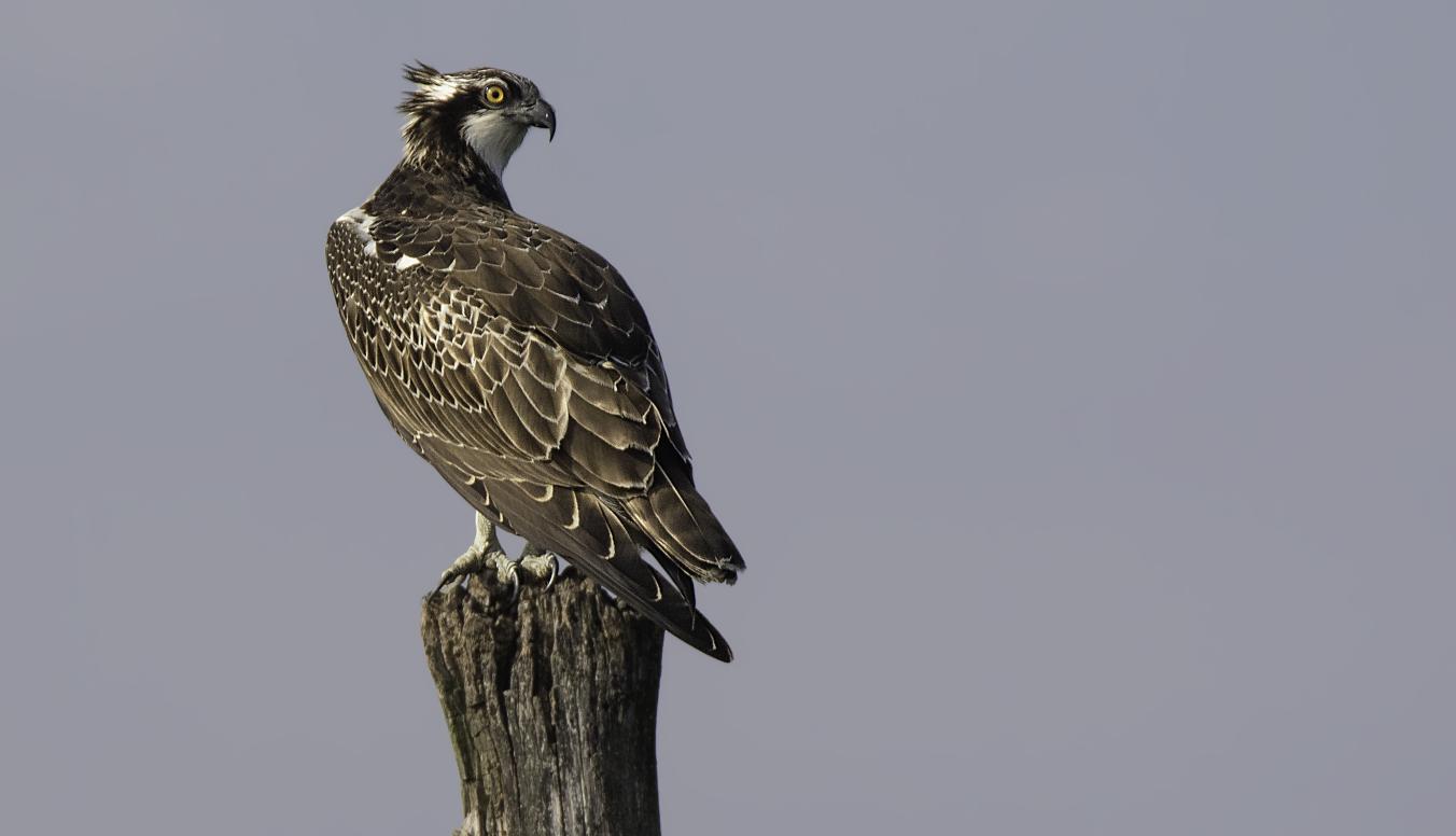 Fischadler auf einem Ast