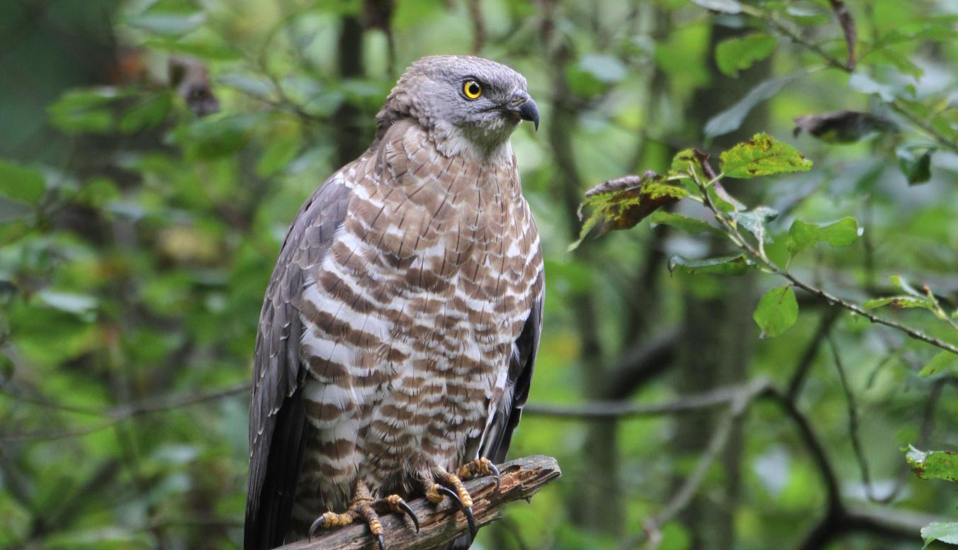 Wespenbussard auf einem Ast