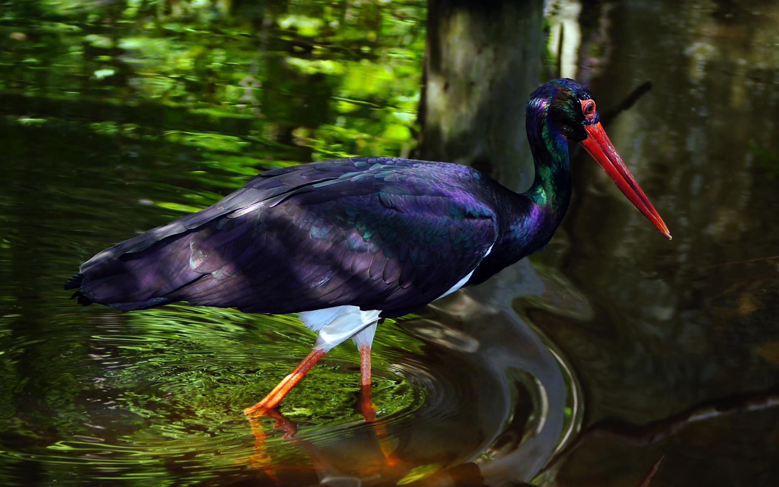 Schwarzstorch am Wasser