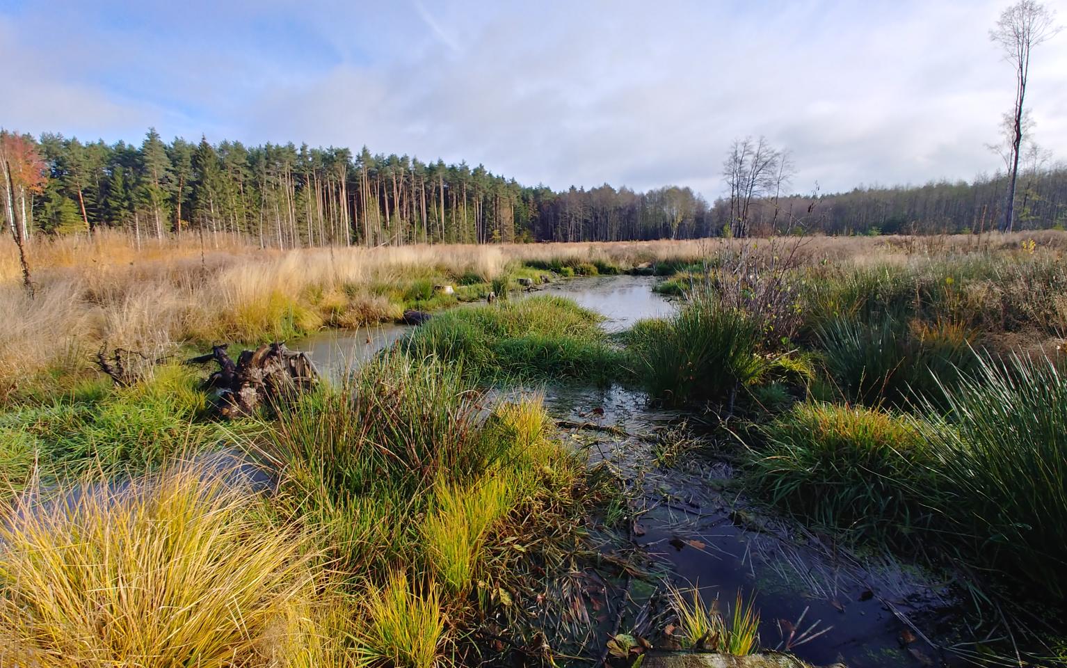 Feuchtwälder Rohrlach